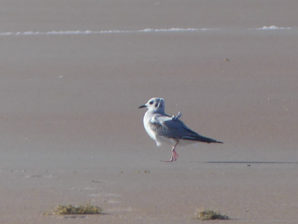 Bonaparte's Gull - ML618123468