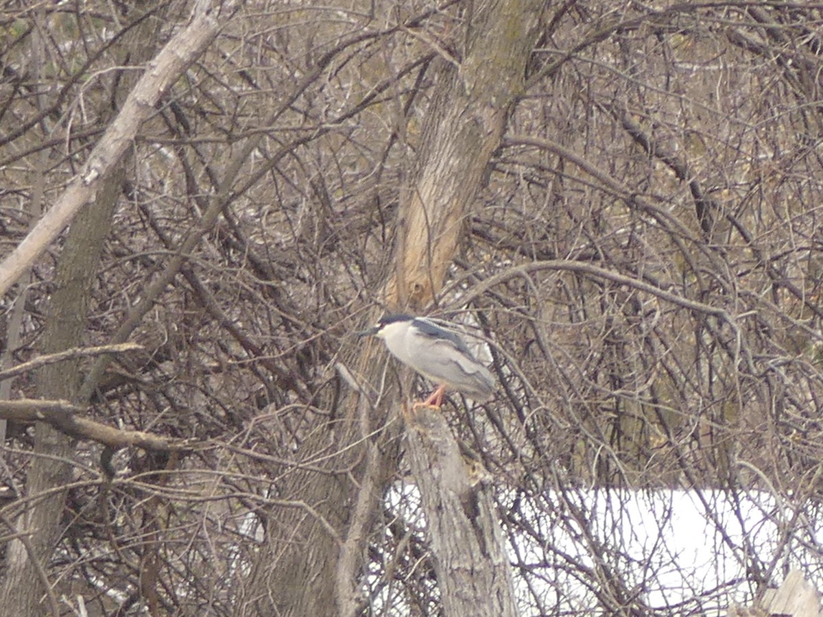 Black-crowned Night Heron - Jonny Logas