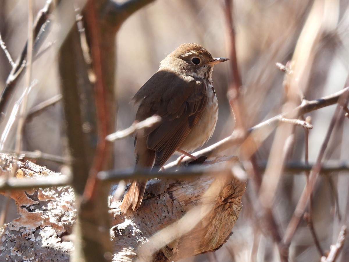 Hermit Thrush - Rhonda Langelaan