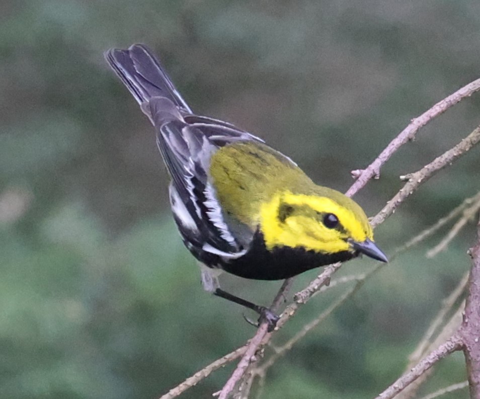 Black-throated Green Warbler - ML618123544