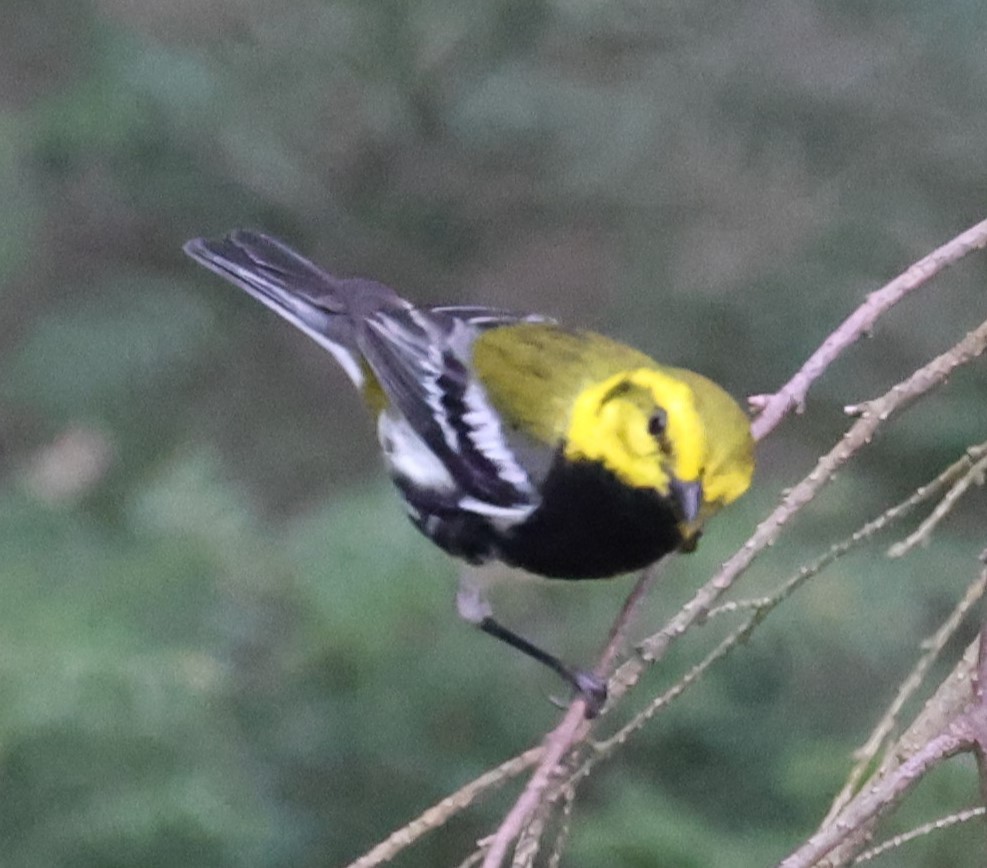 Black-throated Green Warbler - ML618123545