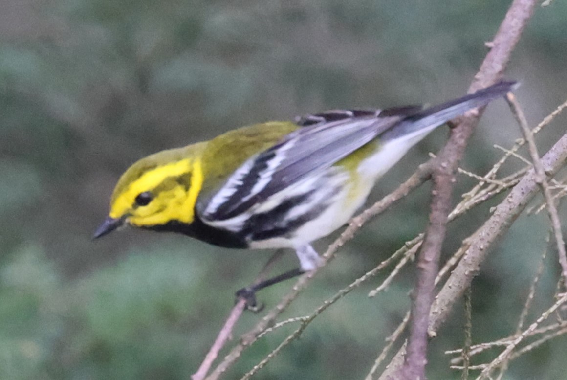 Black-throated Green Warbler - ML618123546