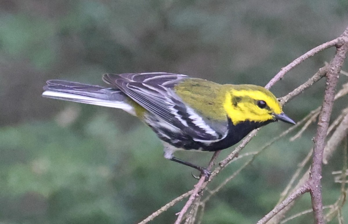 Black-throated Green Warbler - ML618123547