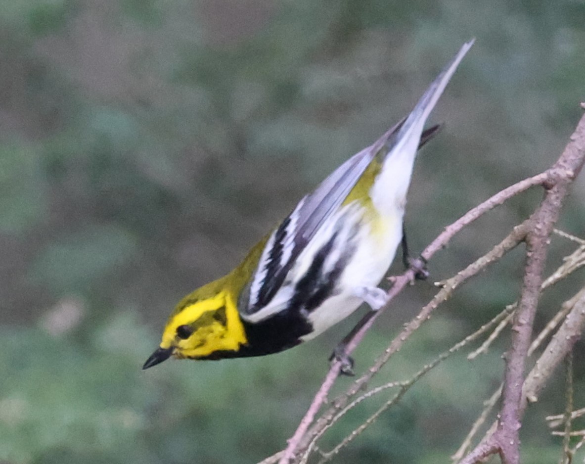 Black-throated Green Warbler - ML618123550