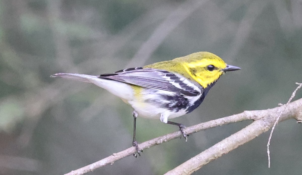 Black-throated Green Warbler - ML618123551