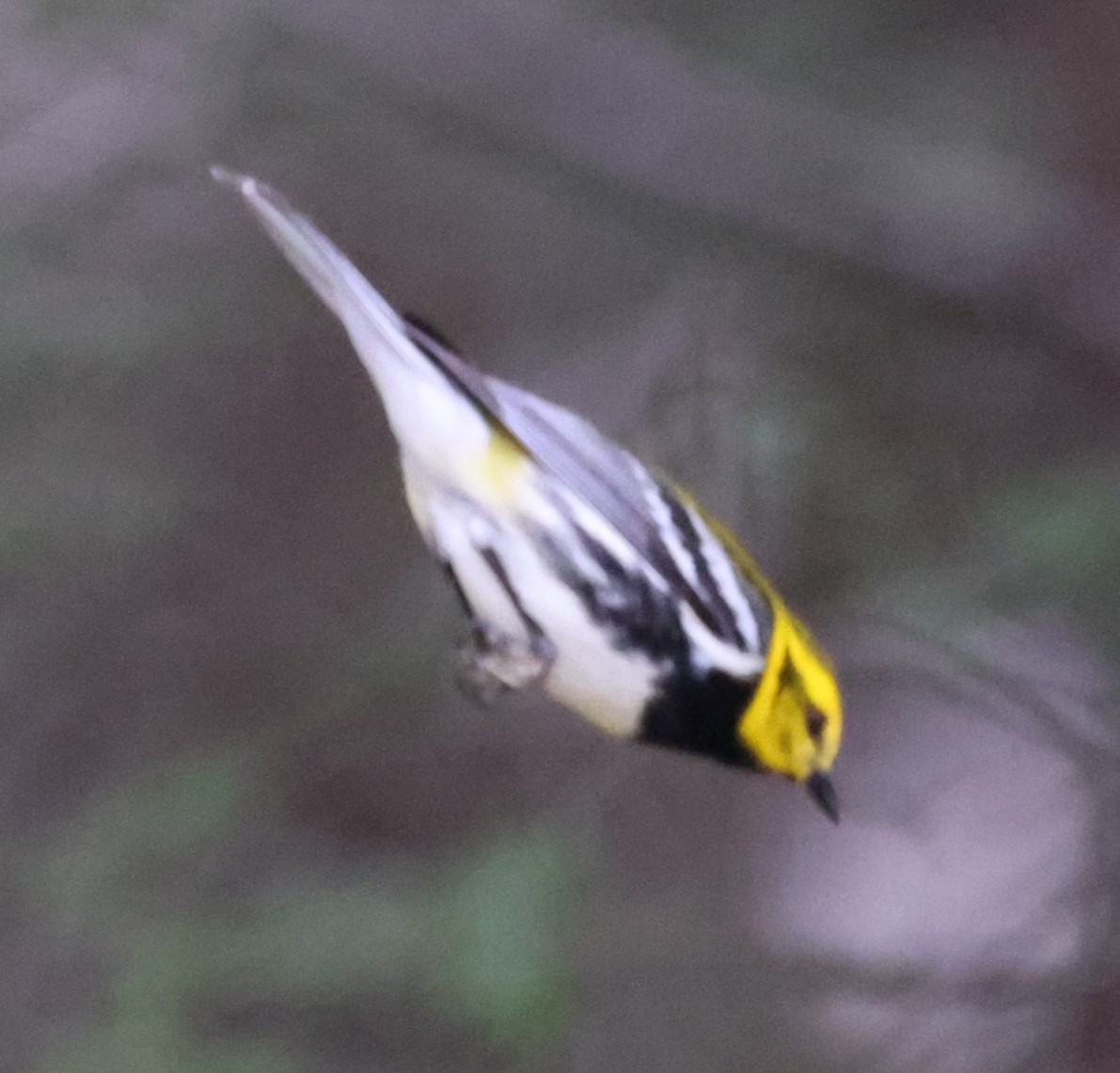 Black-throated Green Warbler - ML618123552