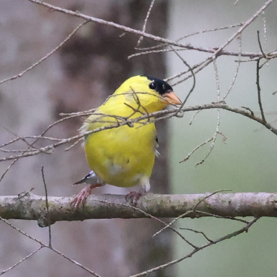 American Goldfinch - ML618123564