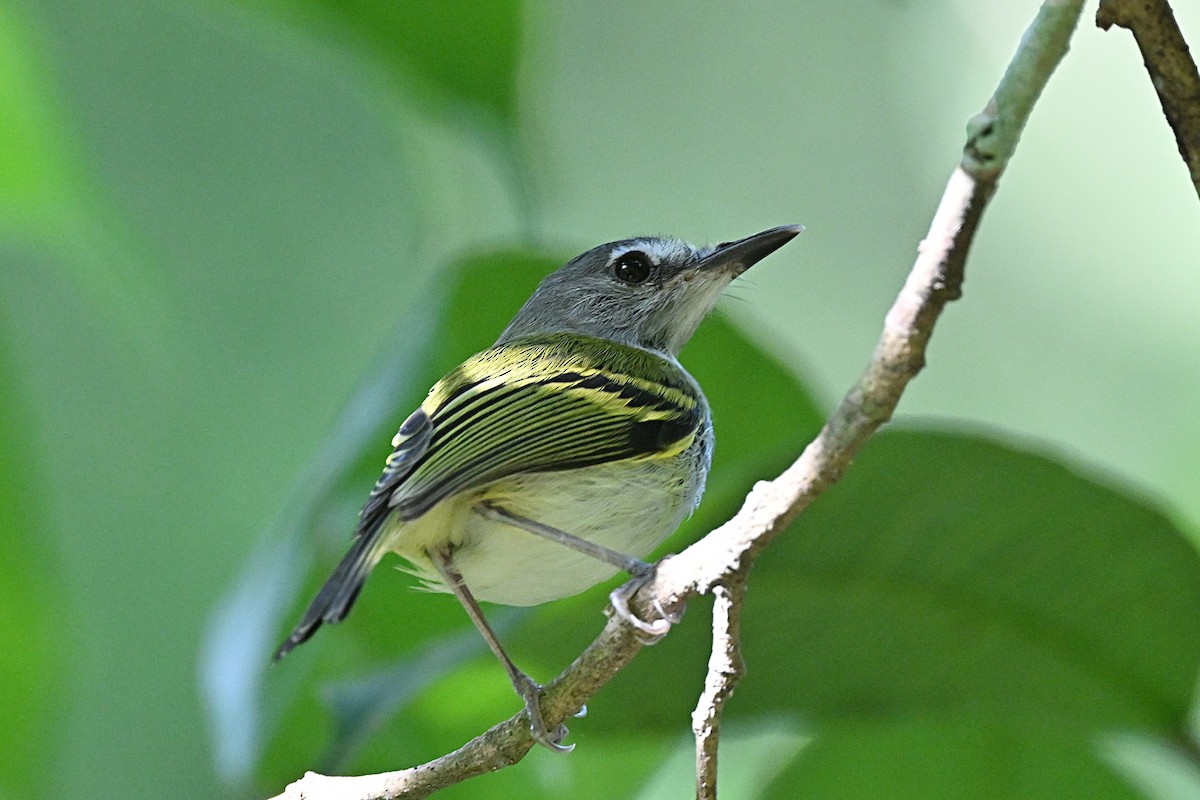 Slate-headed Tody-Flycatcher - ML618123571