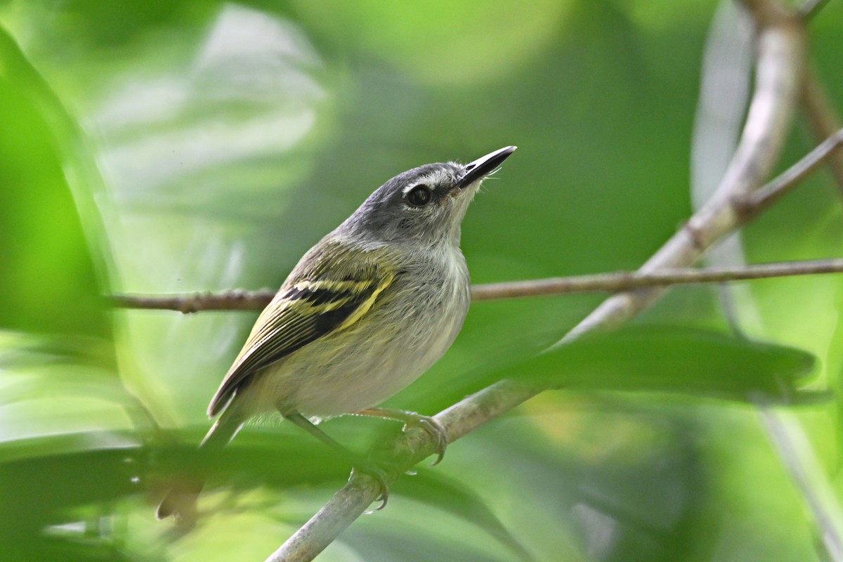 Slate-headed Tody-Flycatcher - André Lanouette