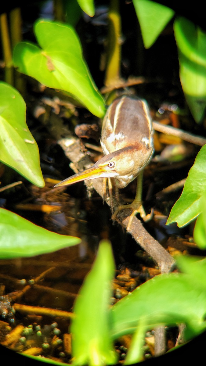 Least Bittern - Arthur Gonzales