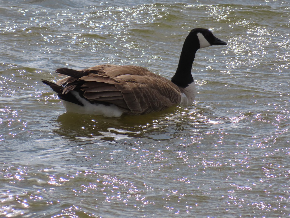 Canada Goose - ML618123608