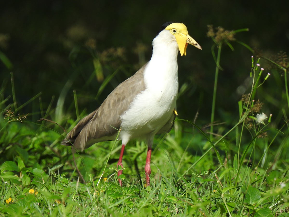 Masked Lapwing - Monica Mesch