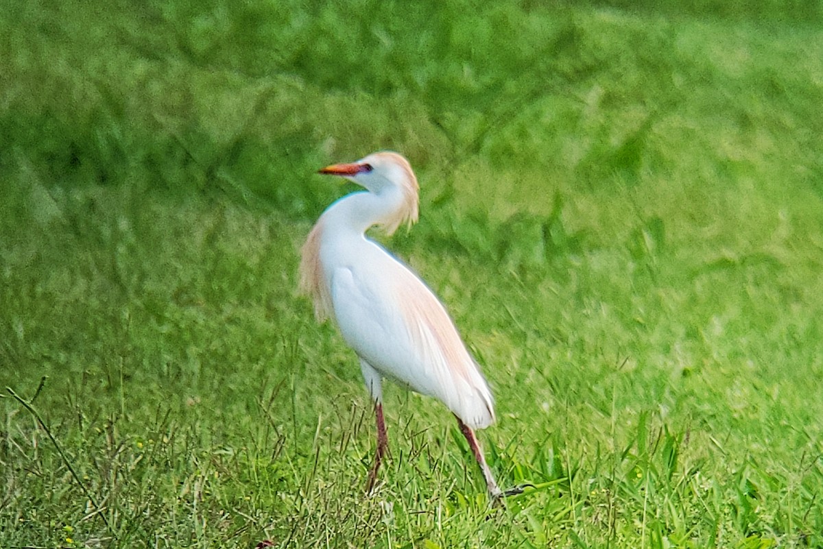 Western Cattle Egret - Arthur Gonzales