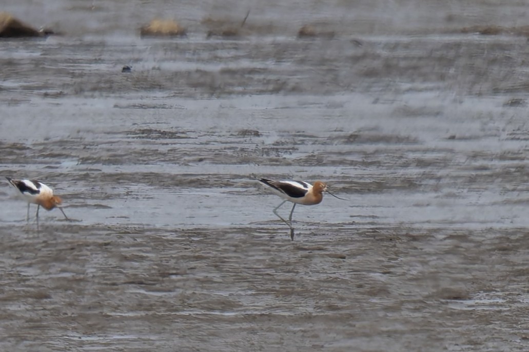 American Avocet - David French