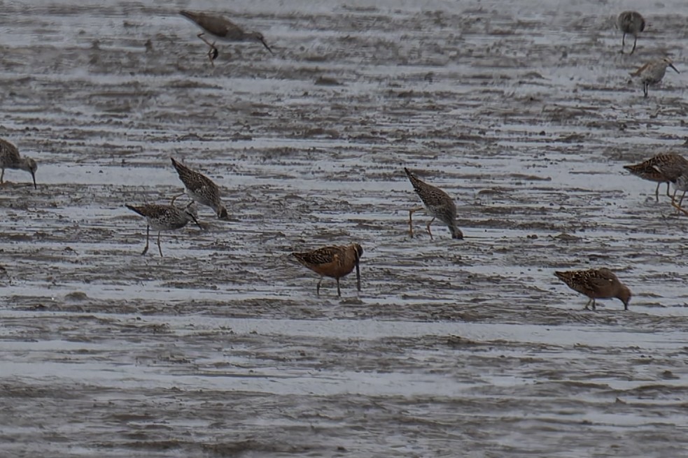 Long-billed Dowitcher - David French