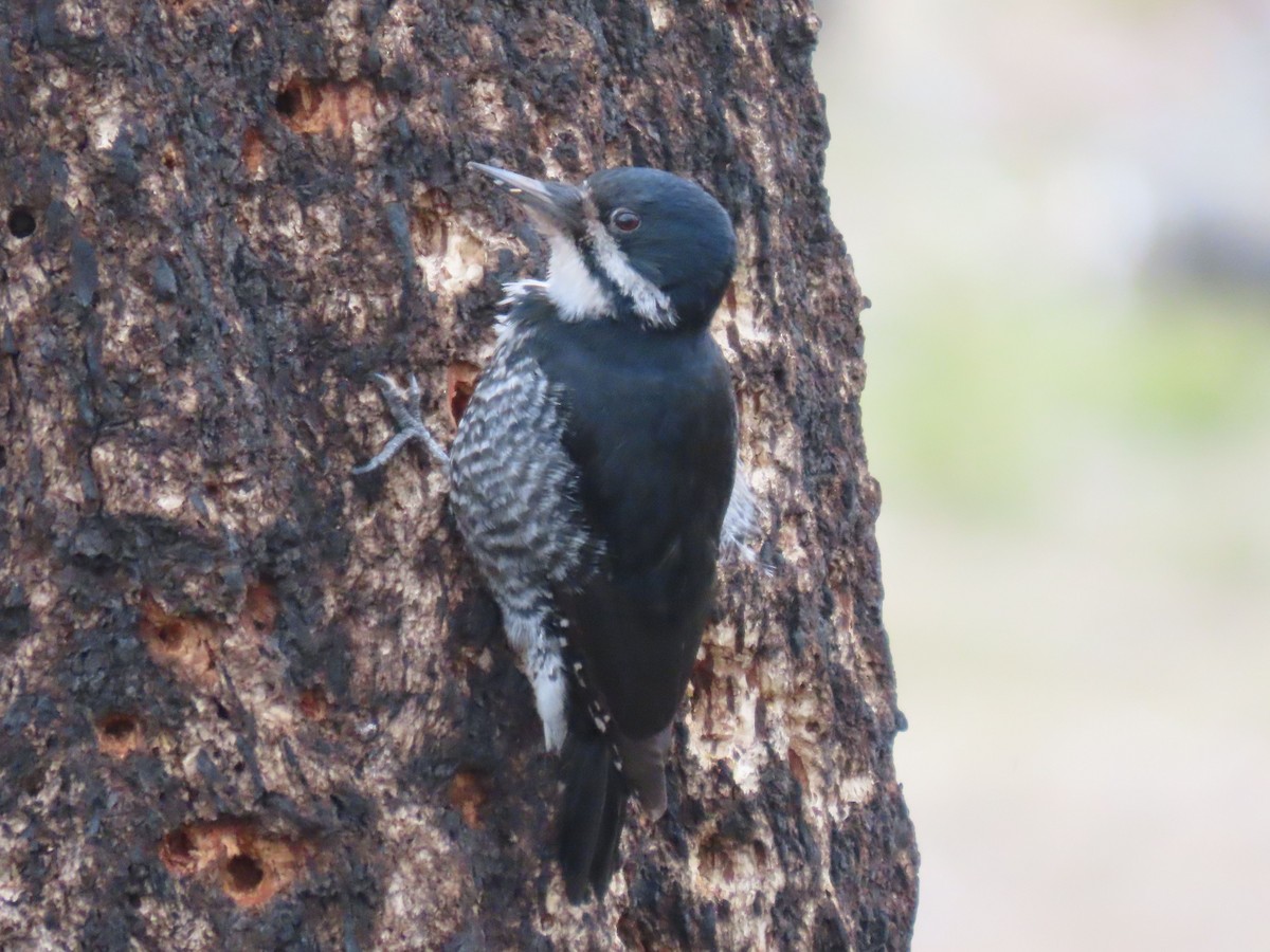 Black-backed Woodpecker - ML618123645