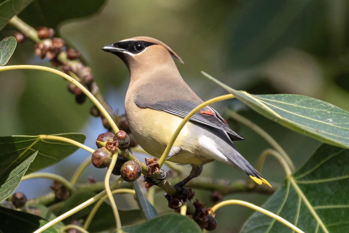 Cedar Waxwing - M Alyce Barker