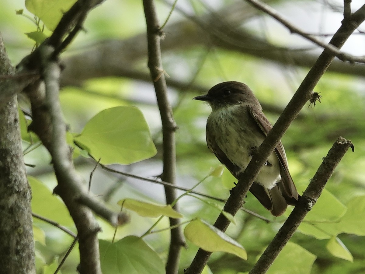 Eastern Phoebe - Lottie Bushmann