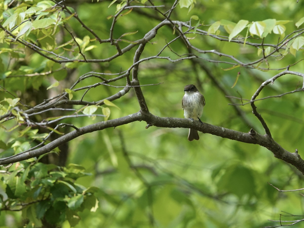 Eastern Phoebe - Lottie Bushmann