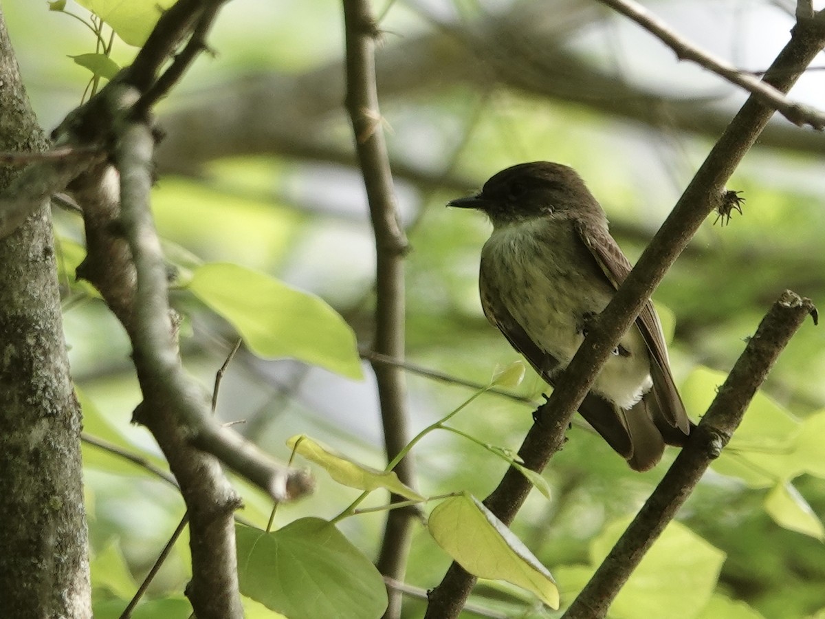 Eastern Phoebe - Lottie Bushmann