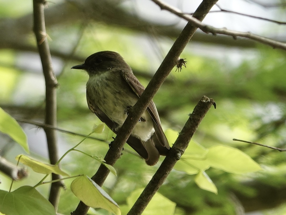 Eastern Phoebe - Lottie Bushmann