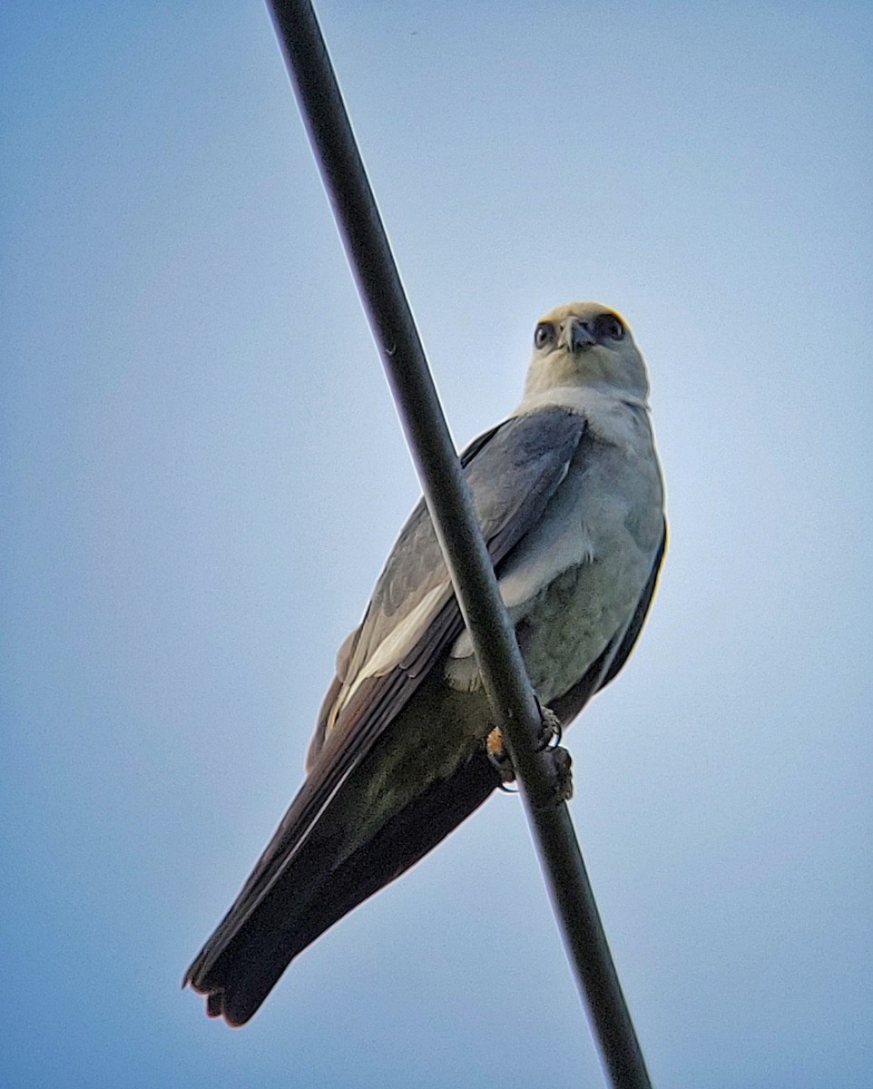 Mississippi Kite - Arthur Gonzales