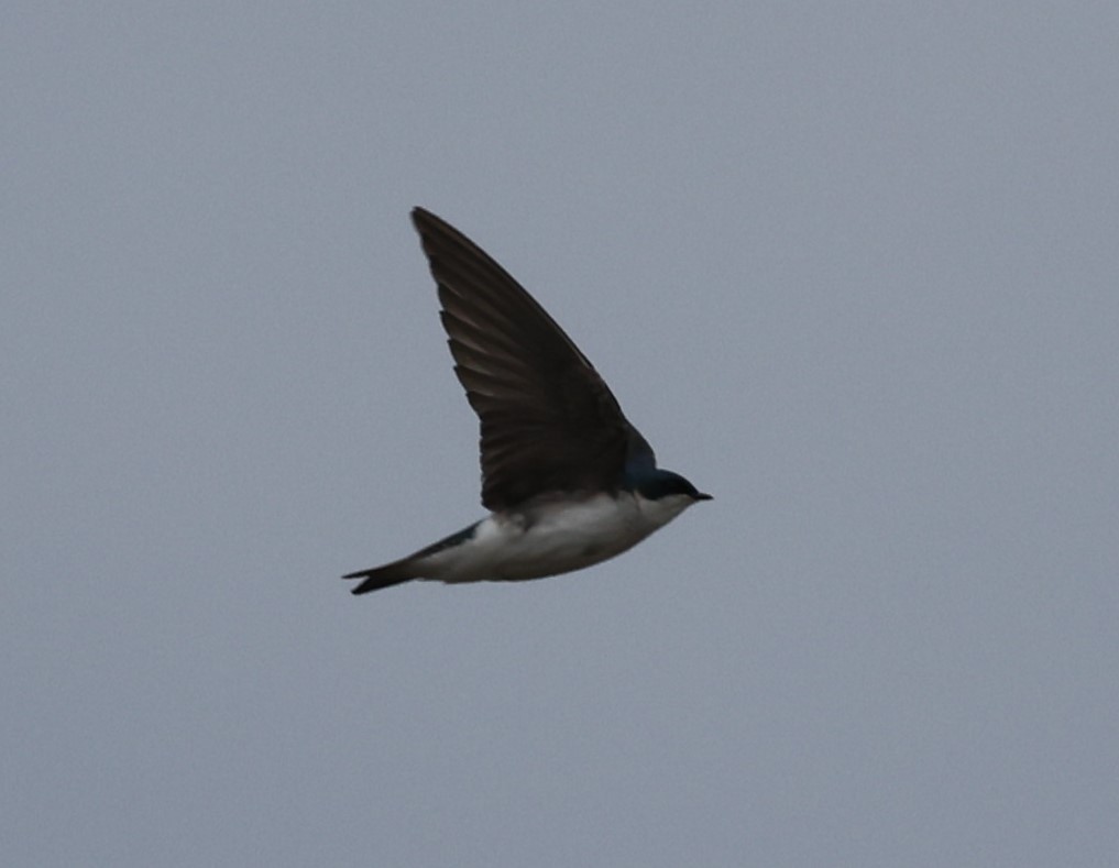 Golondrina Bicolor - ML618123679