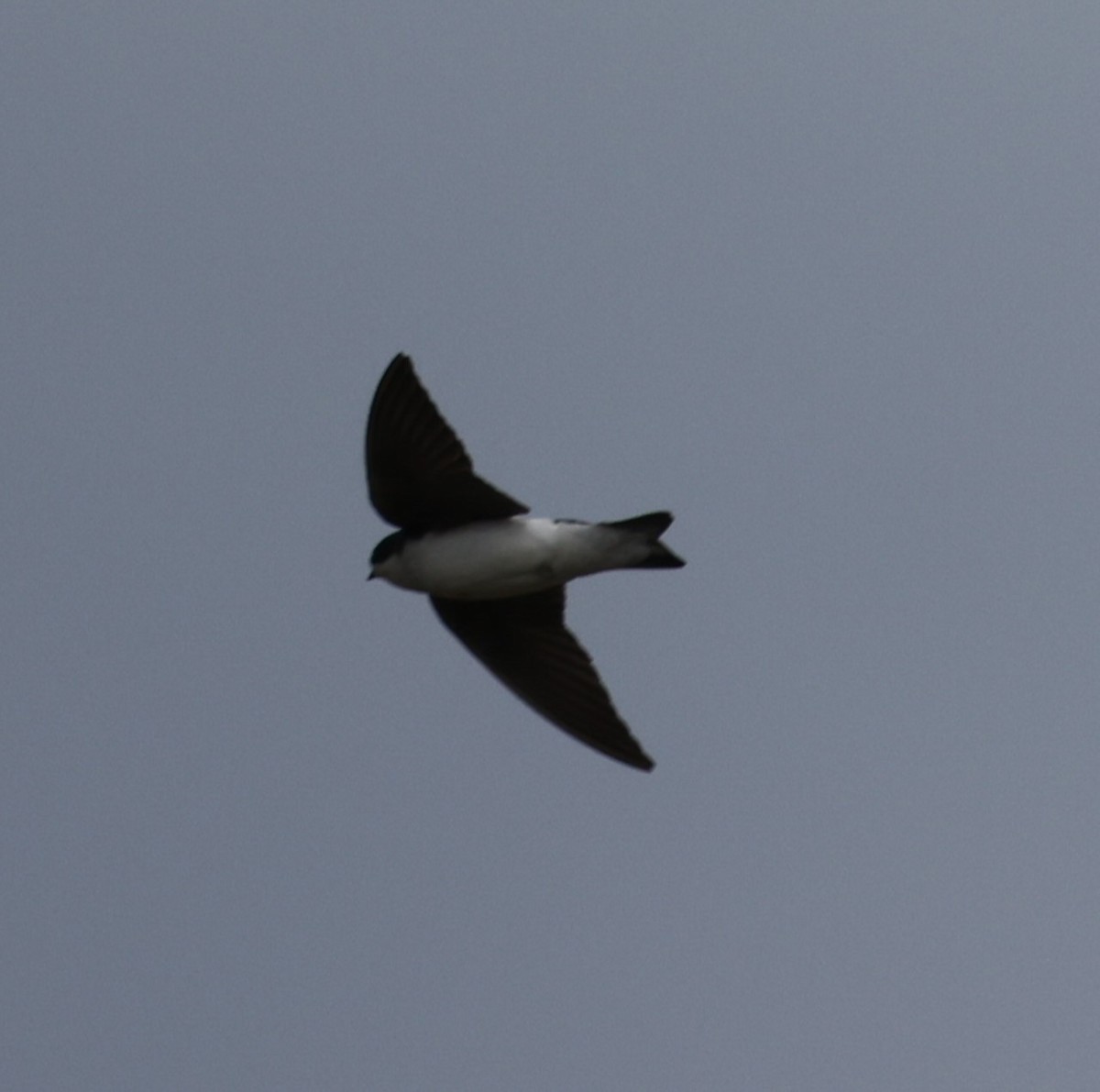 Golondrina Bicolor - ML618123681