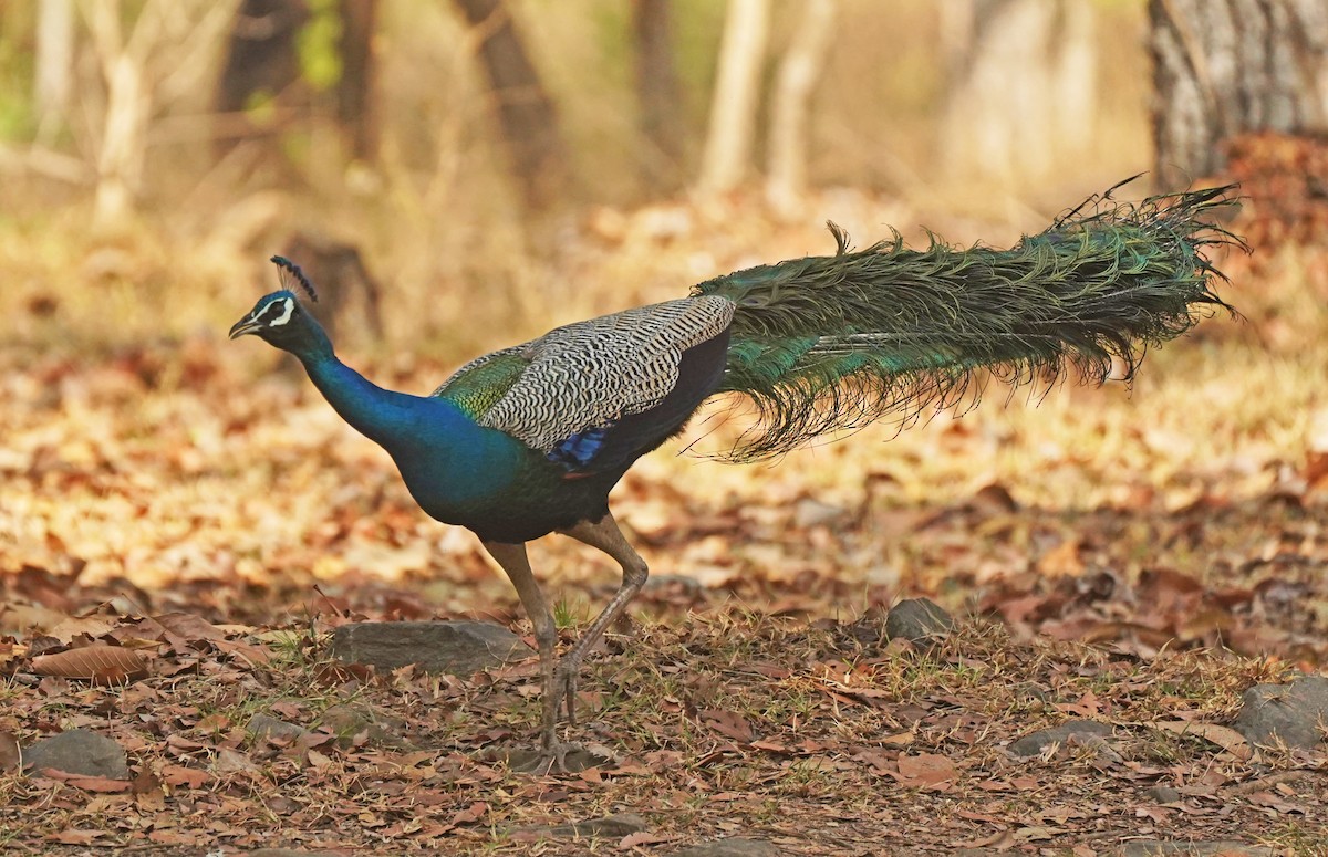 Indian Peafowl - John Daniel