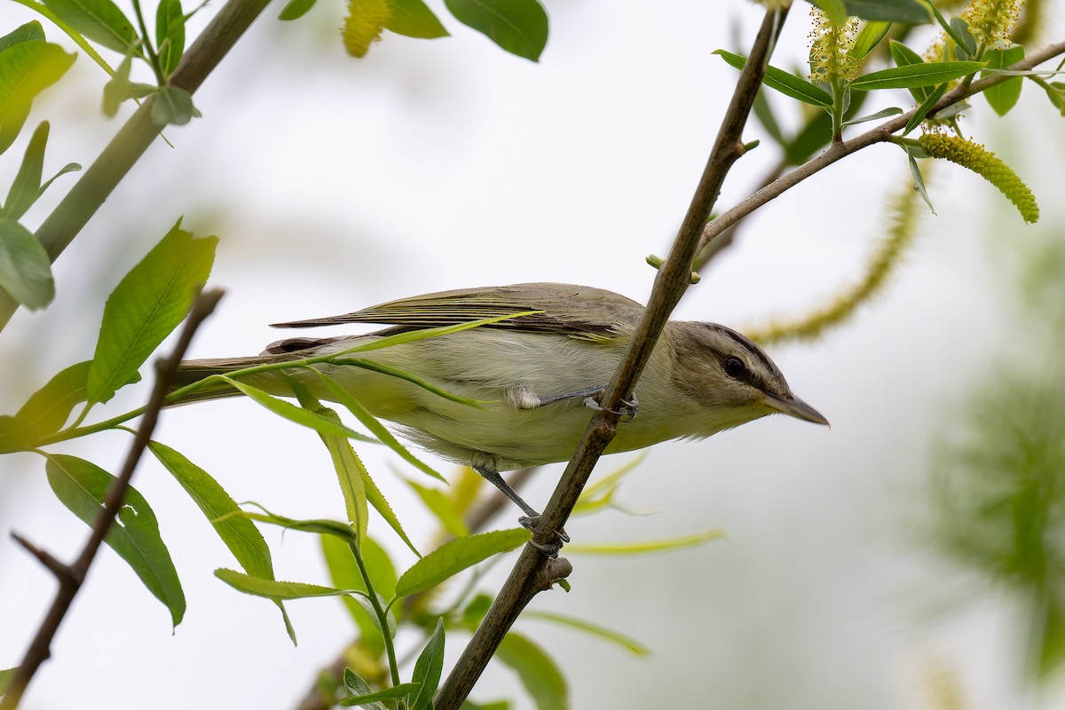 Red-eyed Vireo - David French