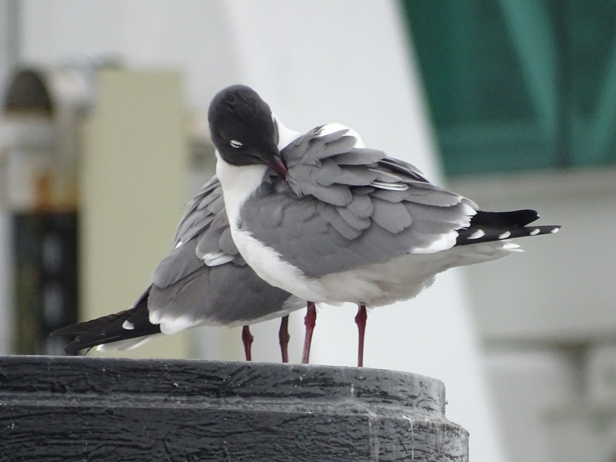 Laughing Gull - Shey Claflin