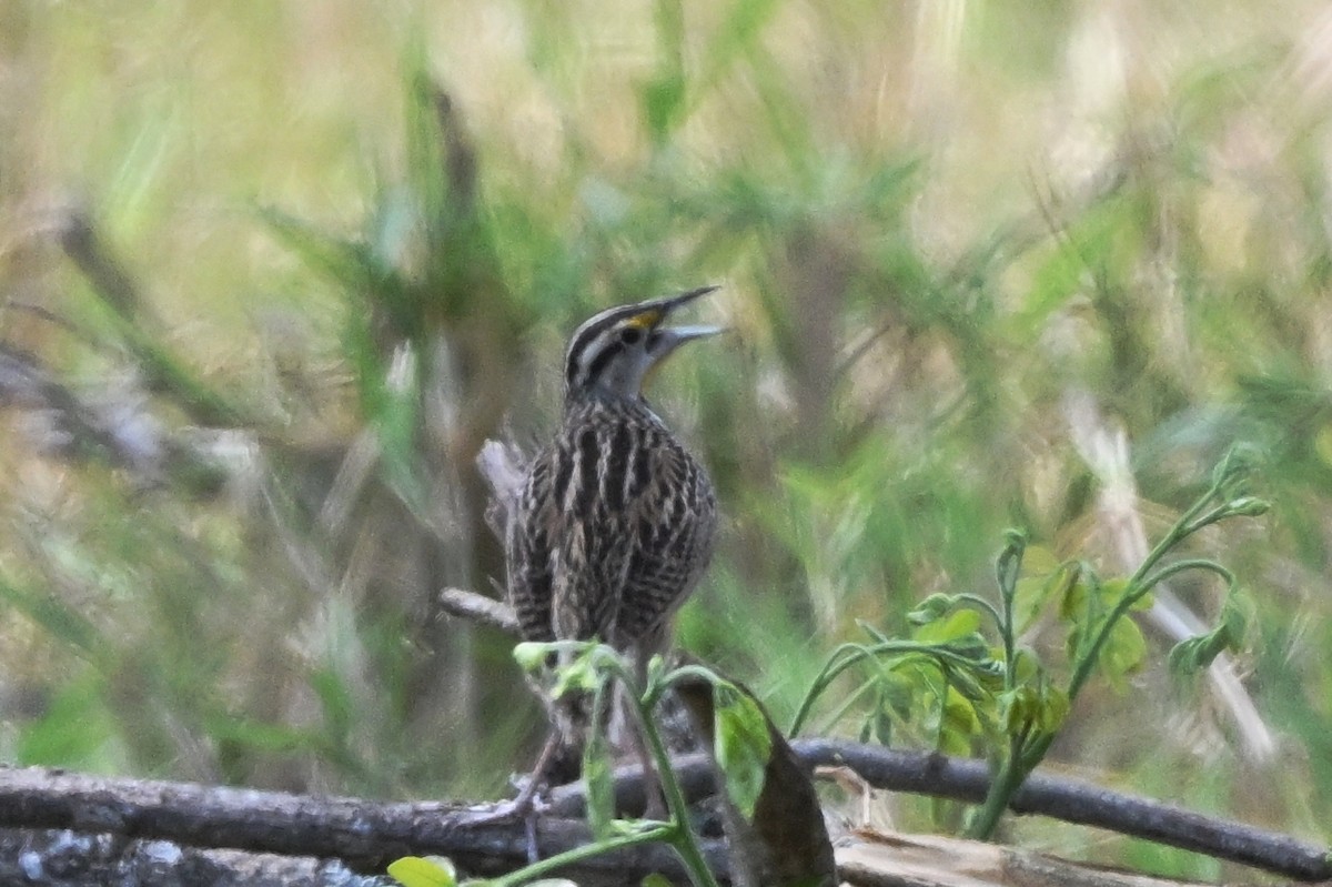 Eastern Meadowlark - ML618123699