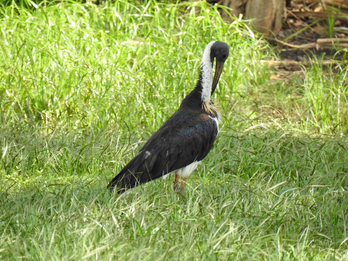 Straw-necked Ibis - Monica Mesch