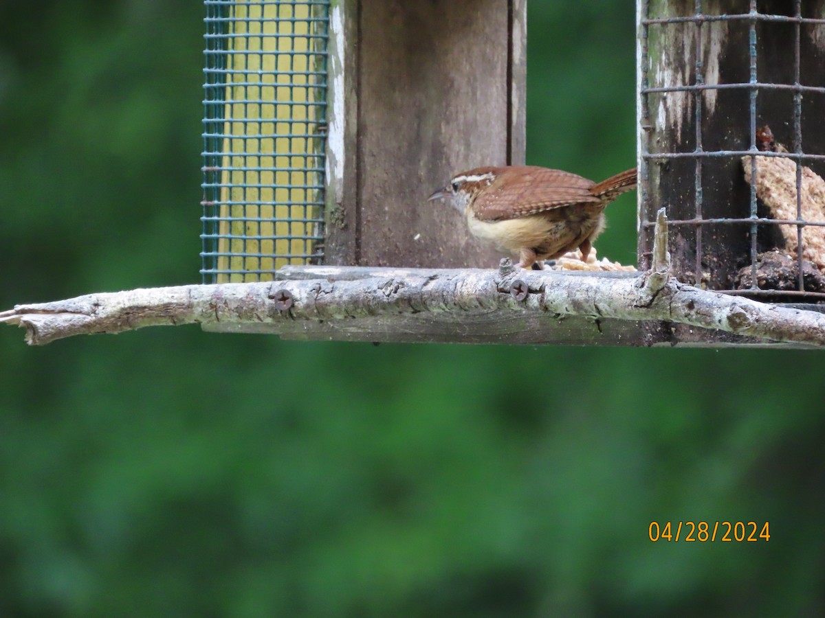 Carolina Wren - Susan Leake