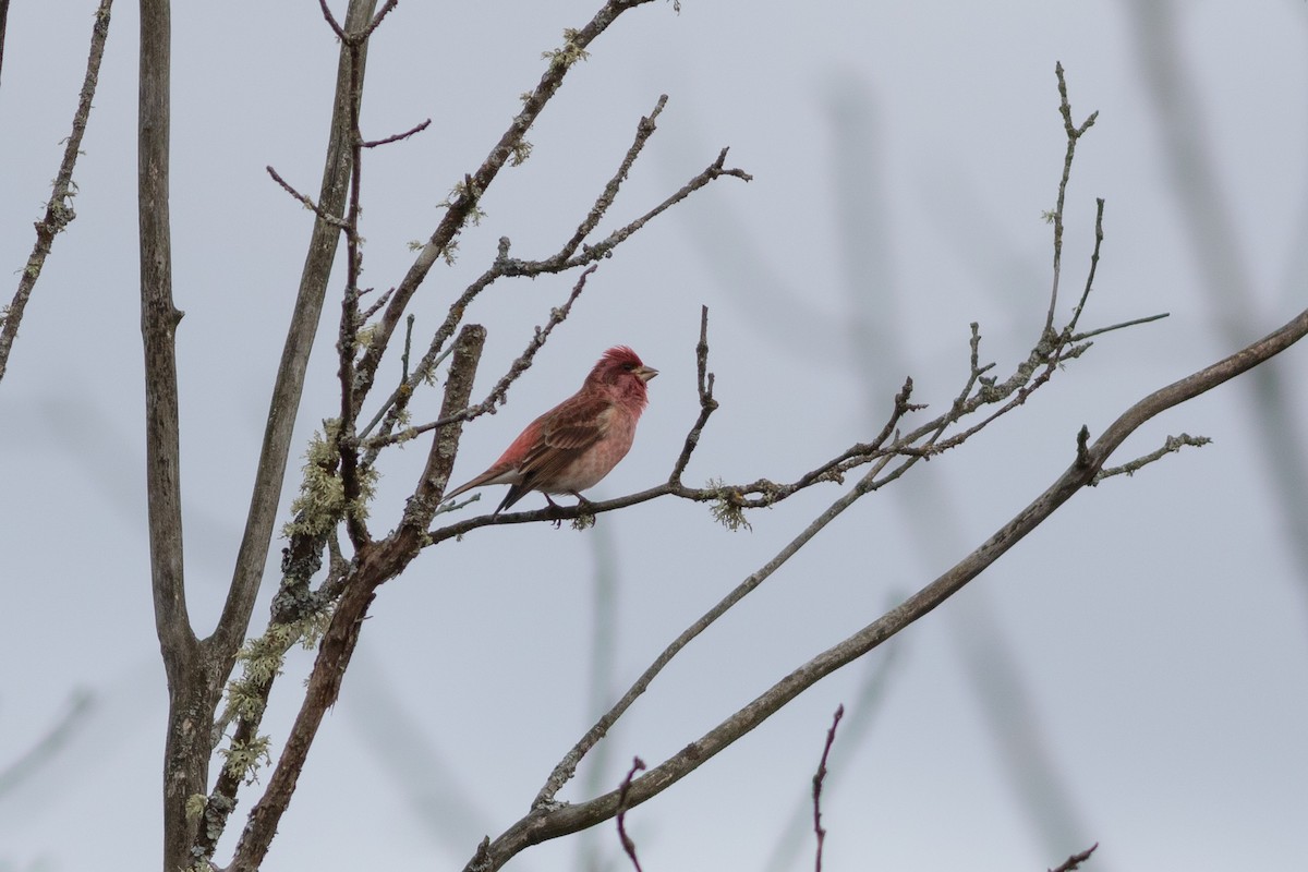 Purple Finch - Brenton Reyner