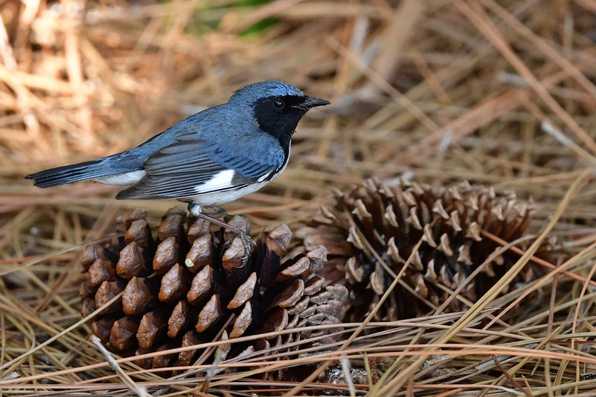 Black-throated Blue Warbler - Etienne Pracht