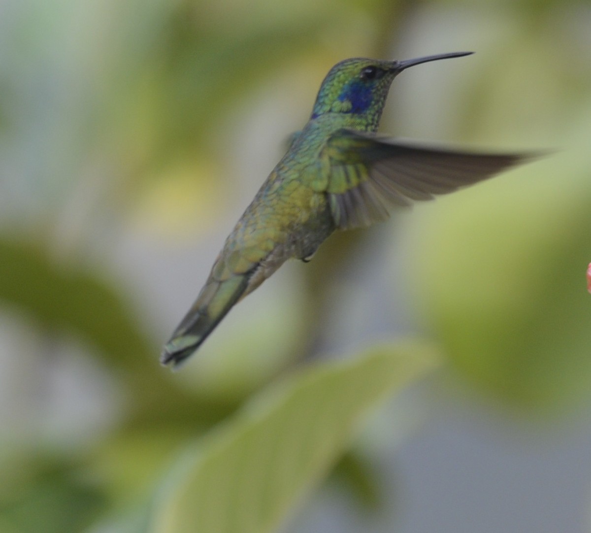 kolibřík modrouchý - ML618123732