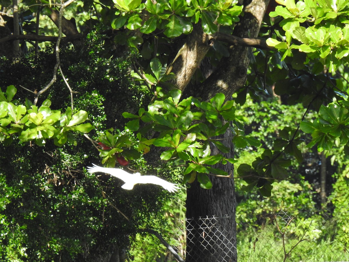 Sulphur-crested Cockatoo - Monica Mesch