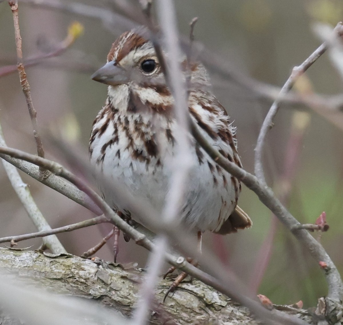 Song Sparrow (melodia/atlantica) - David Nicosia