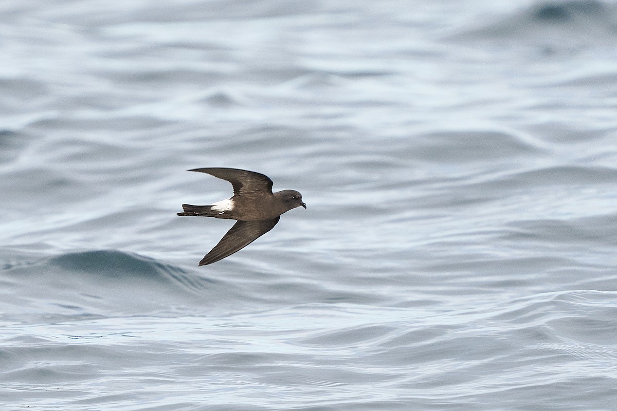 Wilson's Storm-Petrel - Hederd Torres García