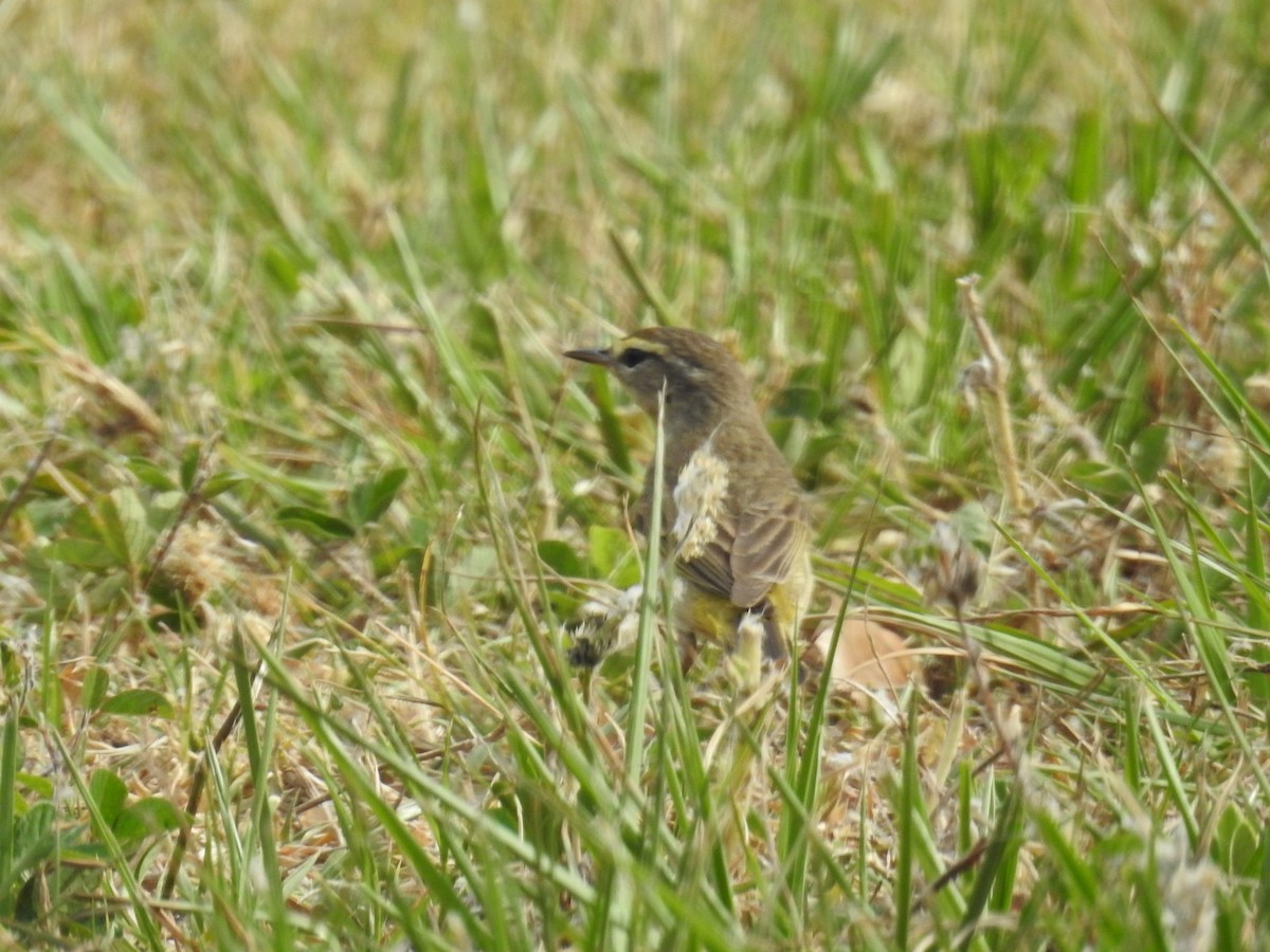 Palm Warbler - Wendy Meehan