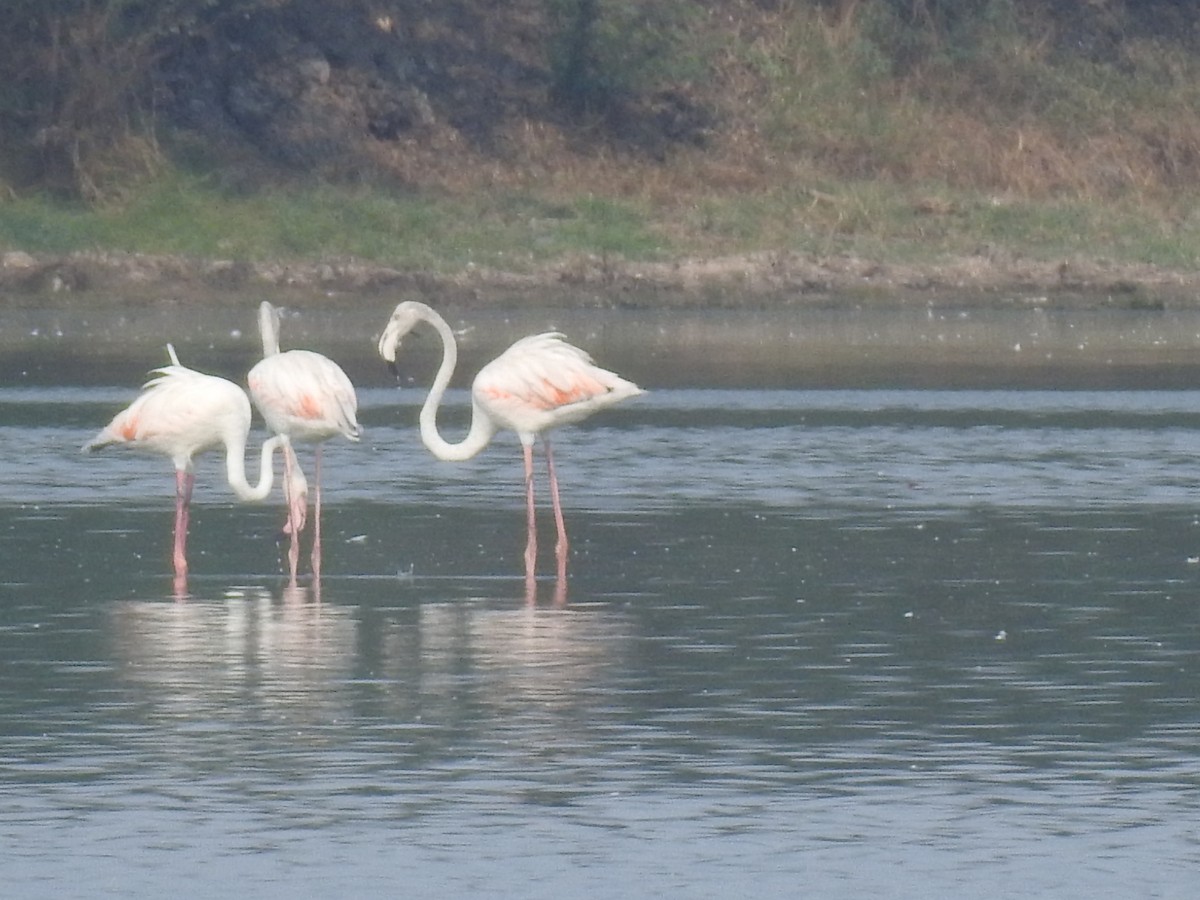 Flamingo - ML618123775