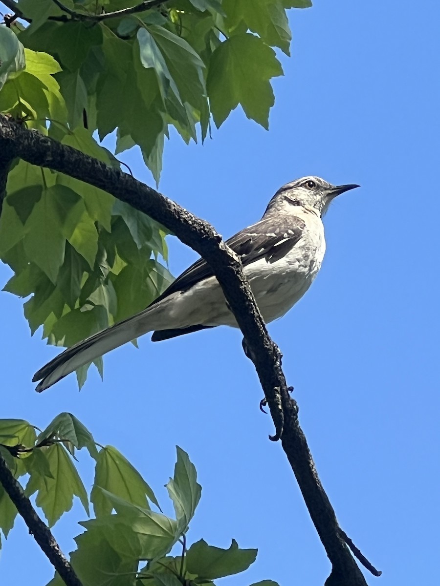 Northern Mockingbird - ML618123783