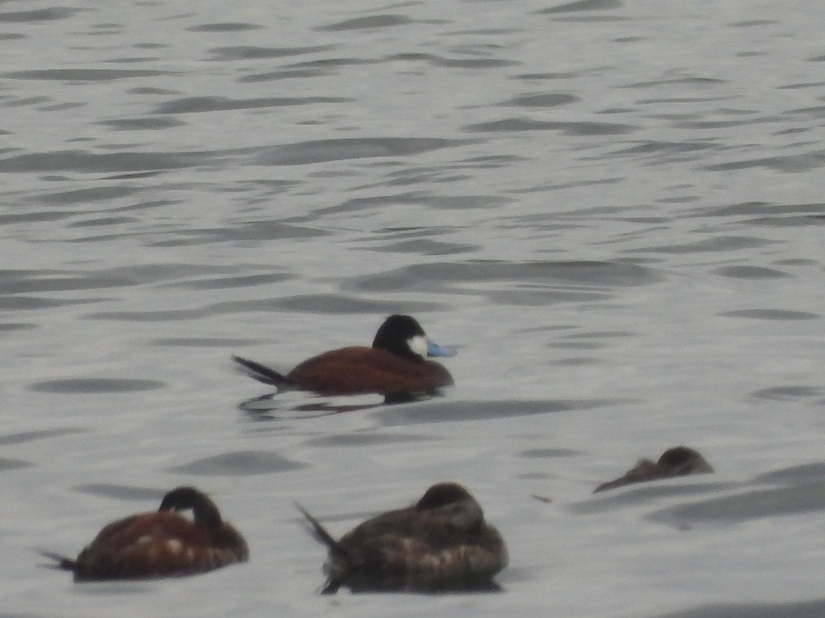 Ruddy Duck - ML618123802