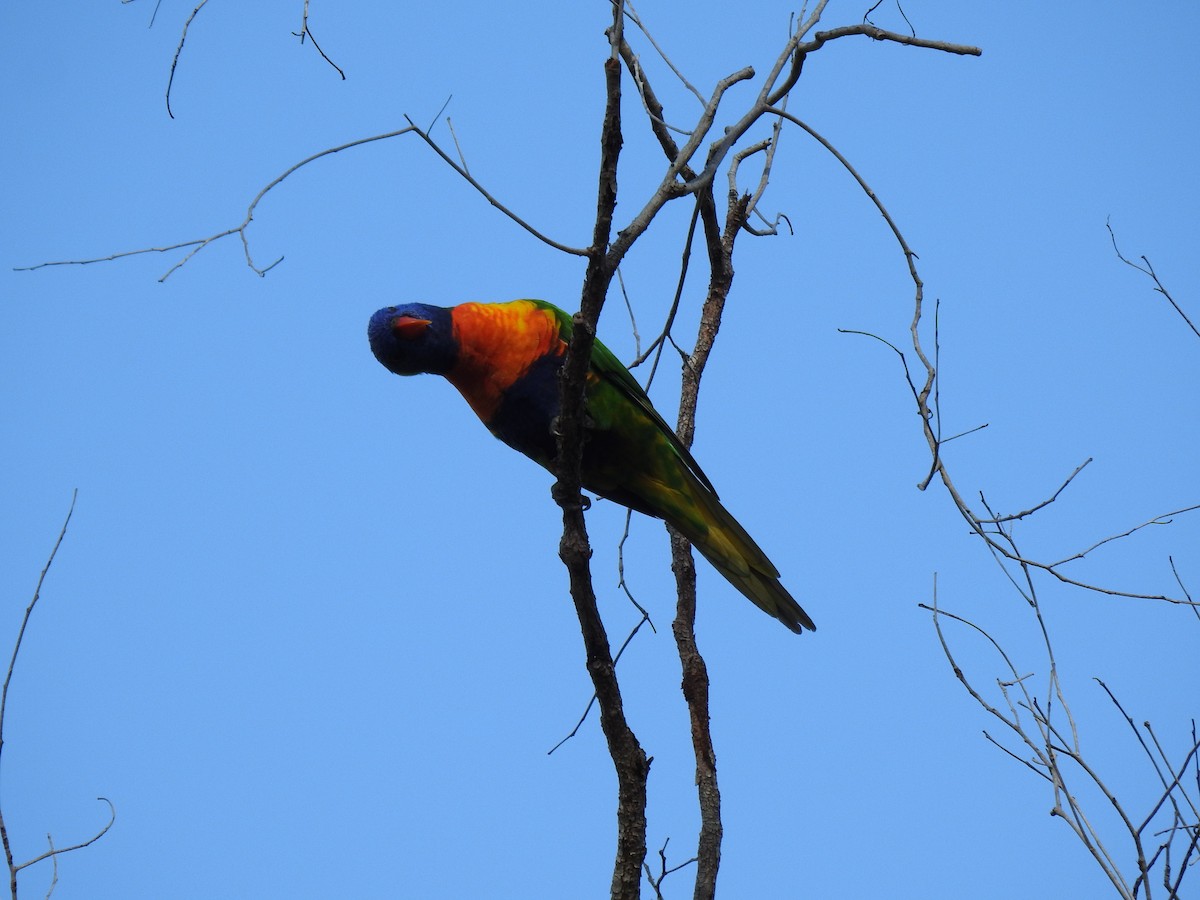 Rainbow Lorikeet - Monica Mesch