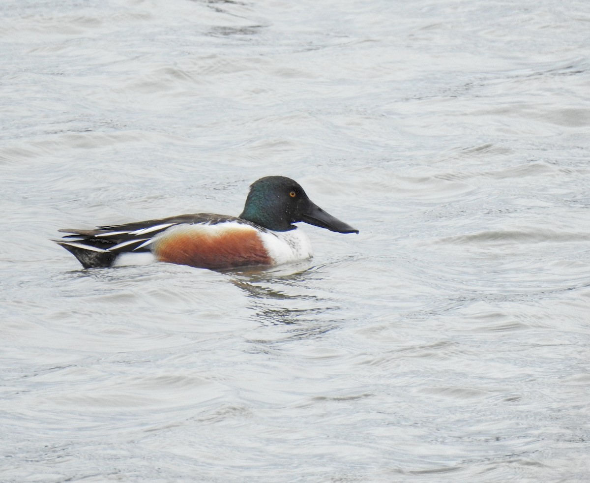 Northern Shoveler - Jules-Alex Banville