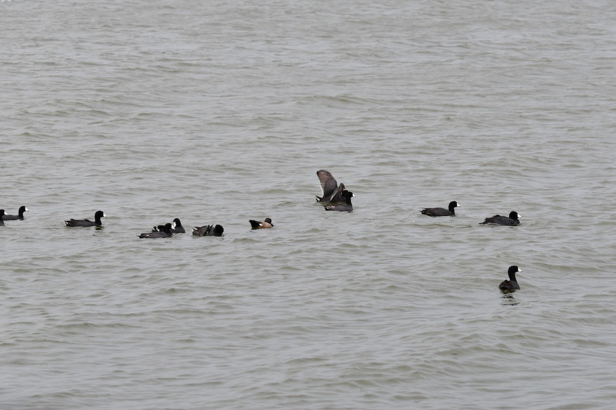 American Coot - Carmen Ricer