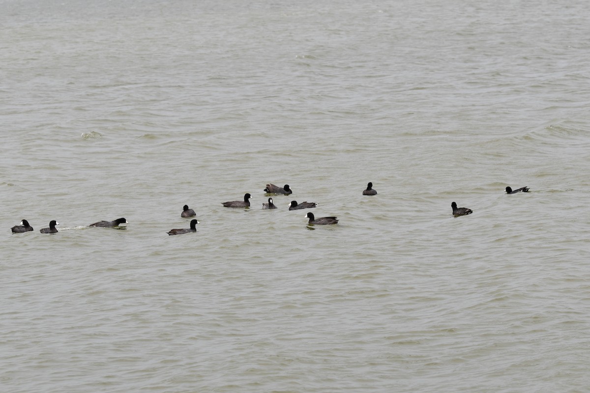 American Coot - Carmen Ricer