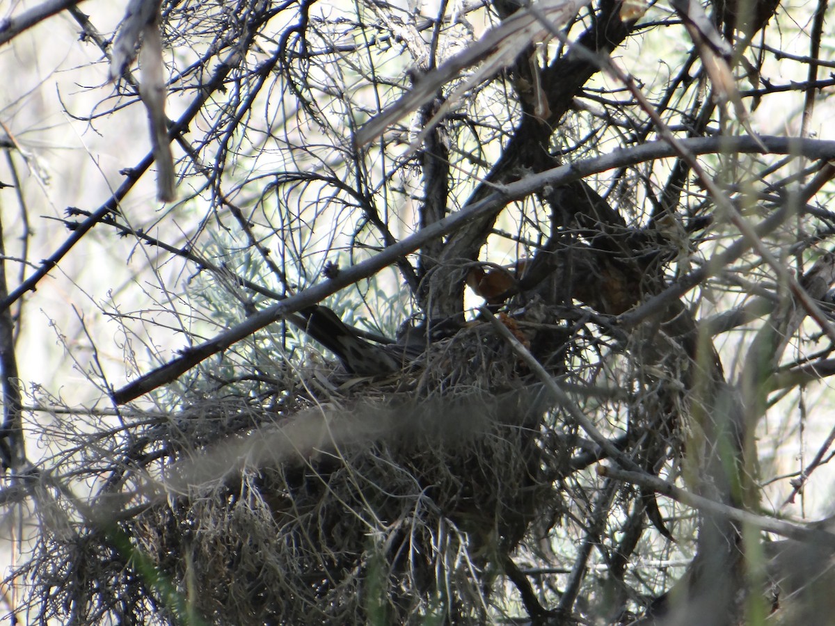 American Robin - Carl Lundblad