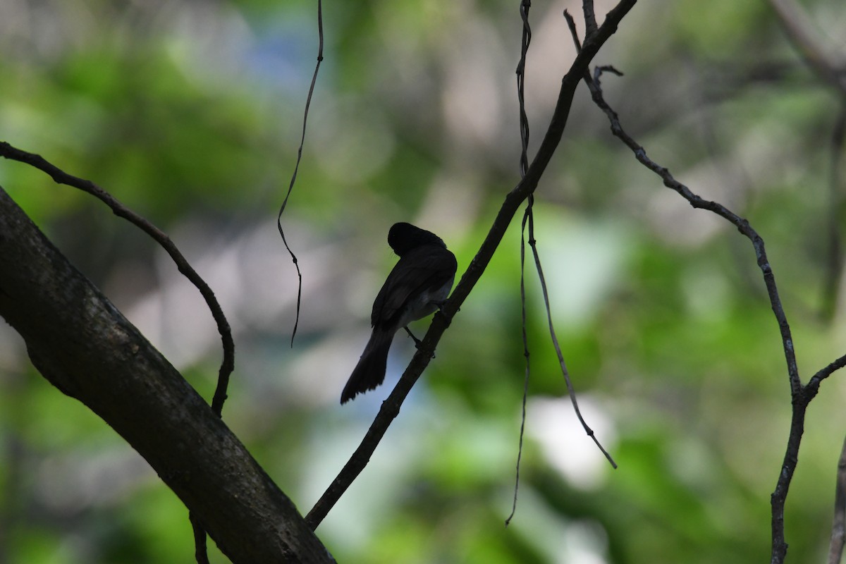 Black-naped Monarch - 品諭 陳